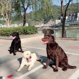 狗狗色在线视频,揭秘宠物界的趣味瞬间