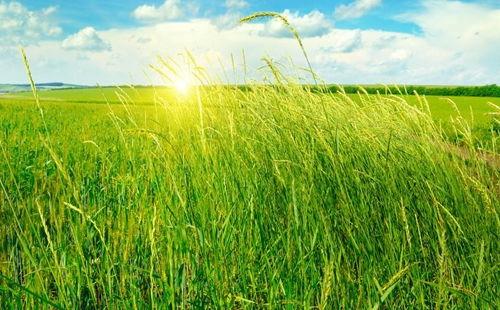 草靑青在线视频,一场别开生面的视觉盛宴